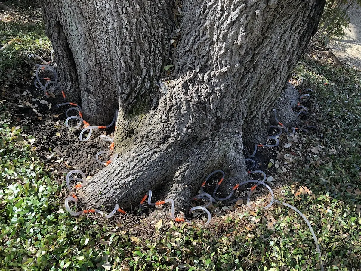 Detailed Tree Cabling and Bracing job site in Saugus